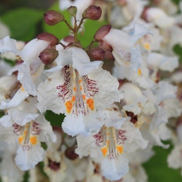 Catalpa bignonioides Blomst