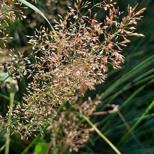 Agrostis capillaris Φρούτο