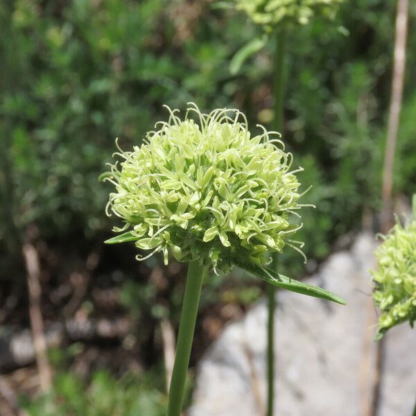 Saponaria bellidifolia Flower