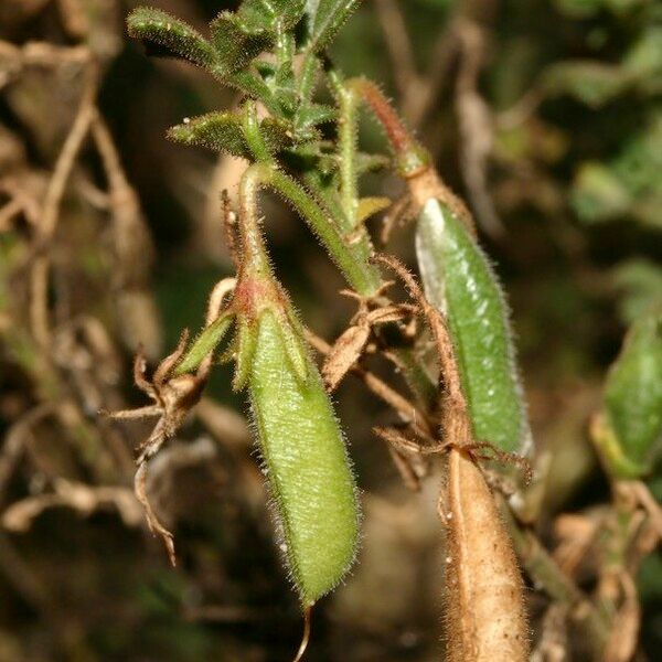 Ononis ramosissima Fruit