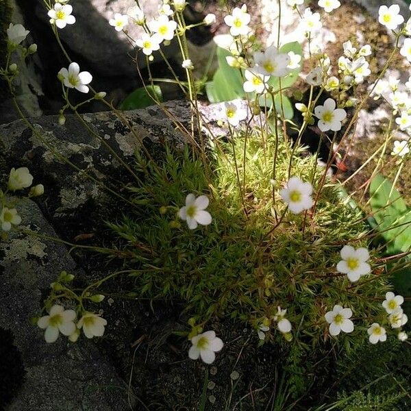 Saxifraga fragosoi Çiçek