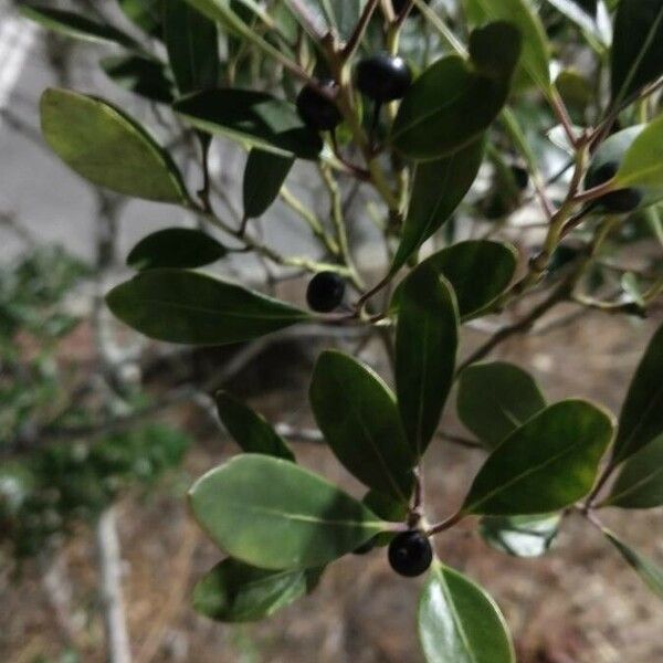 Ilex glabra Leaf