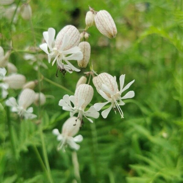 Silene vulgaris Λουλούδι