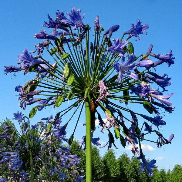 Agapanthus africanus Λουλούδι