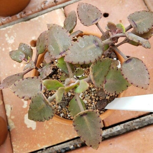 Kalanchoe miniata ᱥᱟᱠᱟᱢ