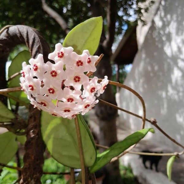 Hoya carnosa Blodyn