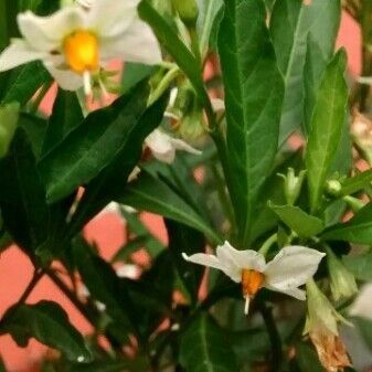 Solanum pseudocapsicum 花