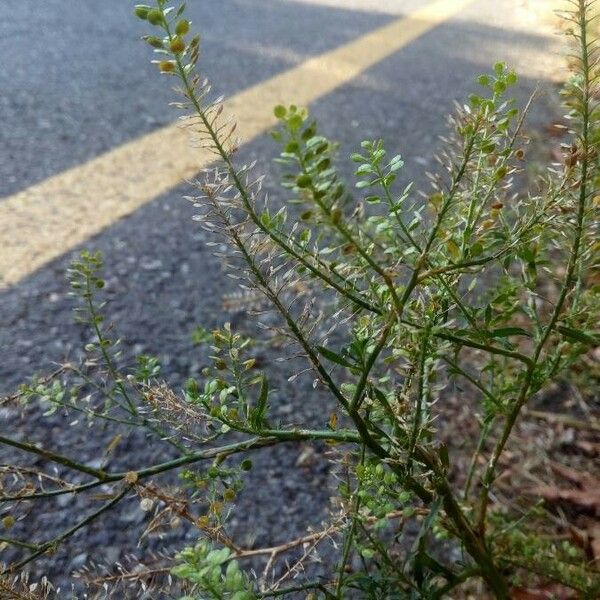 Lepidium ruderale Leaf