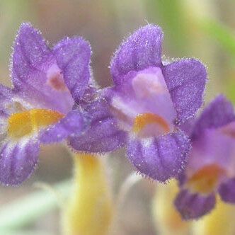 Orobanche uniflora फूल