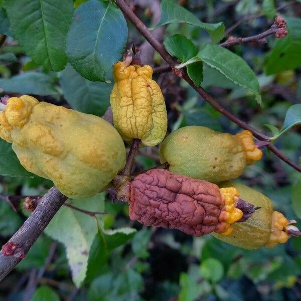 Chaenomeles speciosa Плод