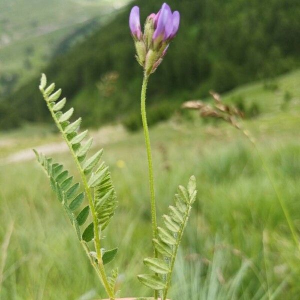 Astragalus danicus Blüte