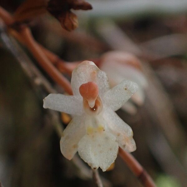 Microcoelia bispiculata 花