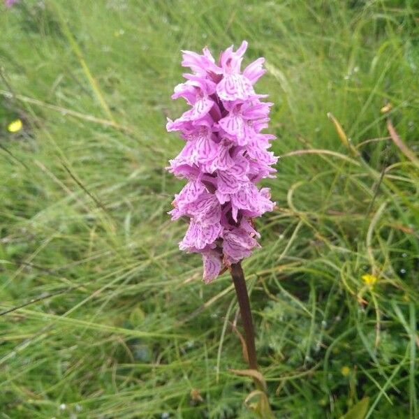 Dactylorhiza maculata Blüte