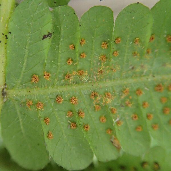 Thelypteris hispidula List