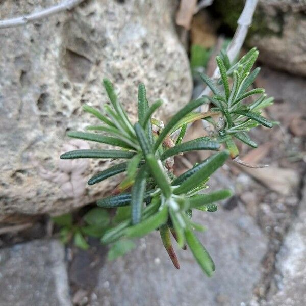 Rosmarinus officinalis Blad