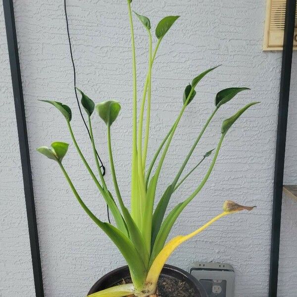 Alocasia cucullata Folha