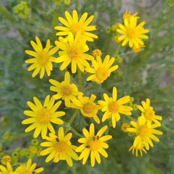 Senecio vernalis Flor