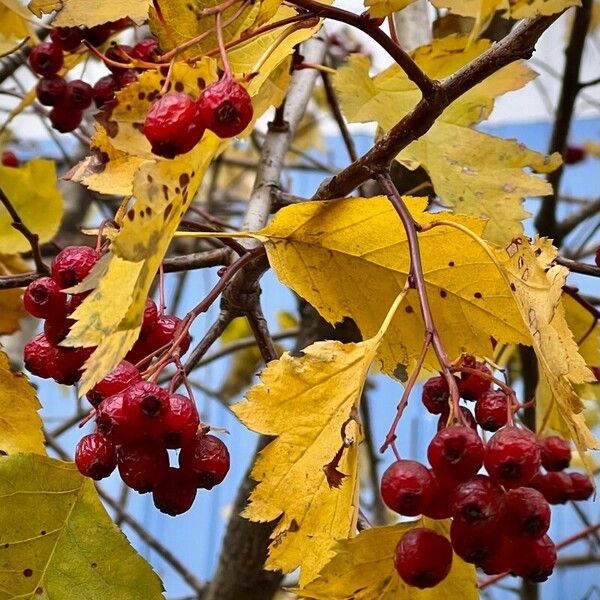 Crataegus phaenopyrum Плід