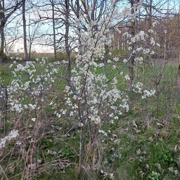 Prunus americana Habitus