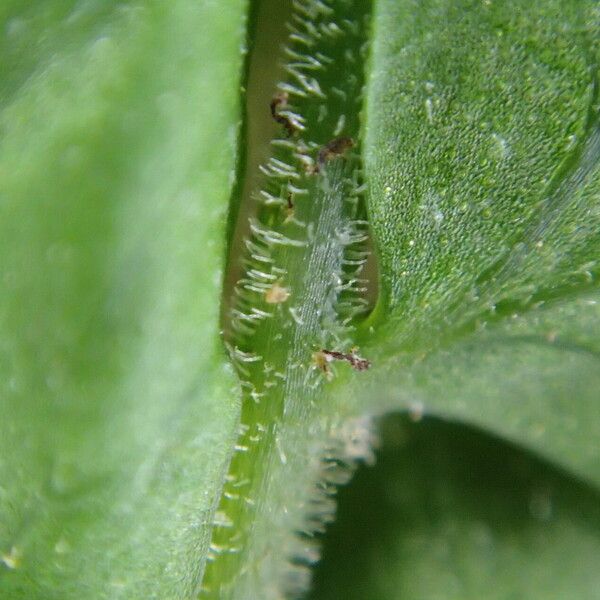 Arthropteris palisotii Blatt