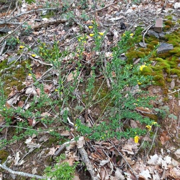 Cytisus scoparius Хабит