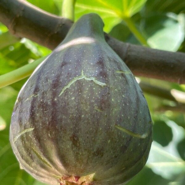 Ficus carica Fruit