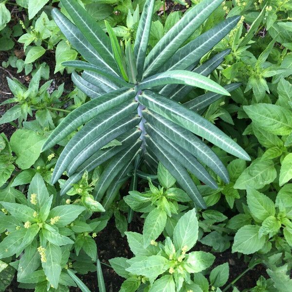 Euphorbia lathyris Deilen