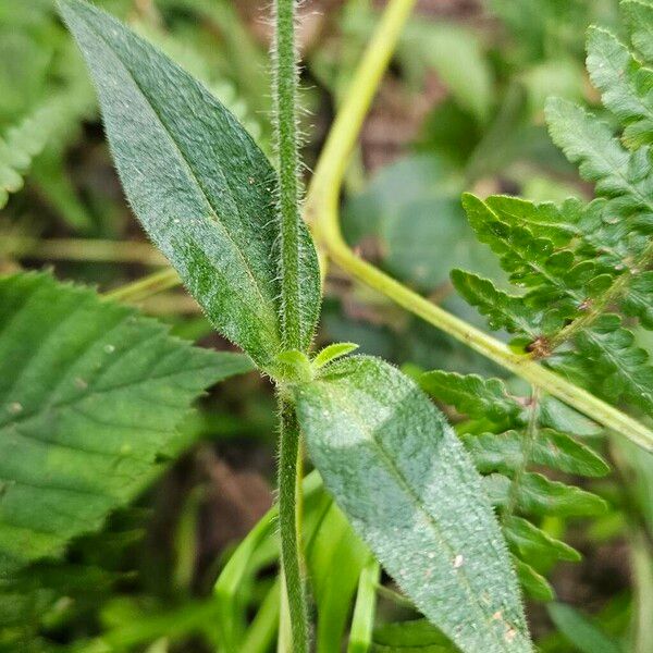 Silene noctiflora Листок