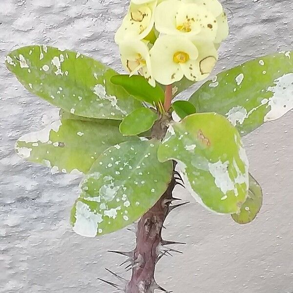 Euphorbia milii ᱛᱟᱦᱮᱸ