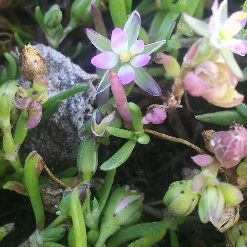 Spergula marina Flower