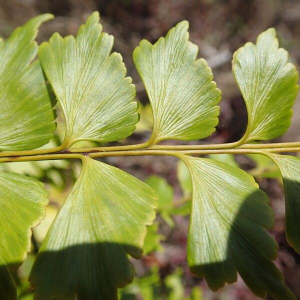 Asplenium stuhlmannii Folha