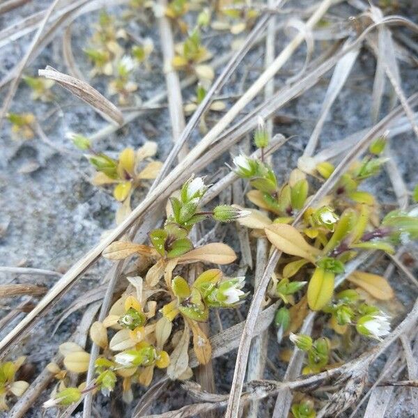 Cerastium semidecandrum പുഷ്പം