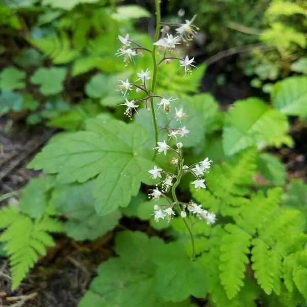 Tiarella trifoliata Цвят