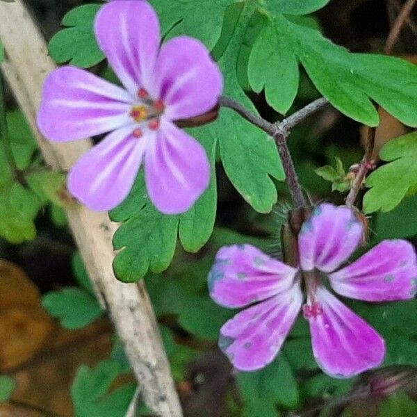 Geranium purpureum 花