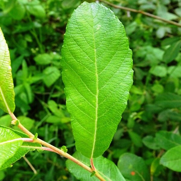 Salix aurita Листок