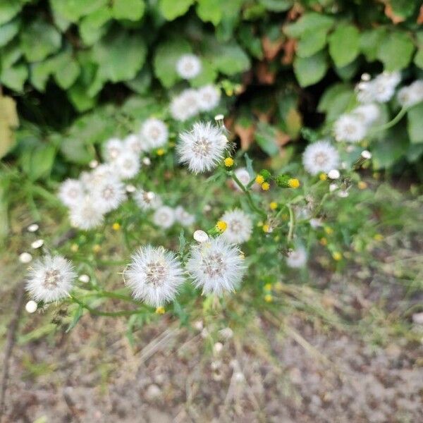 Senecio sylvaticus Owoc