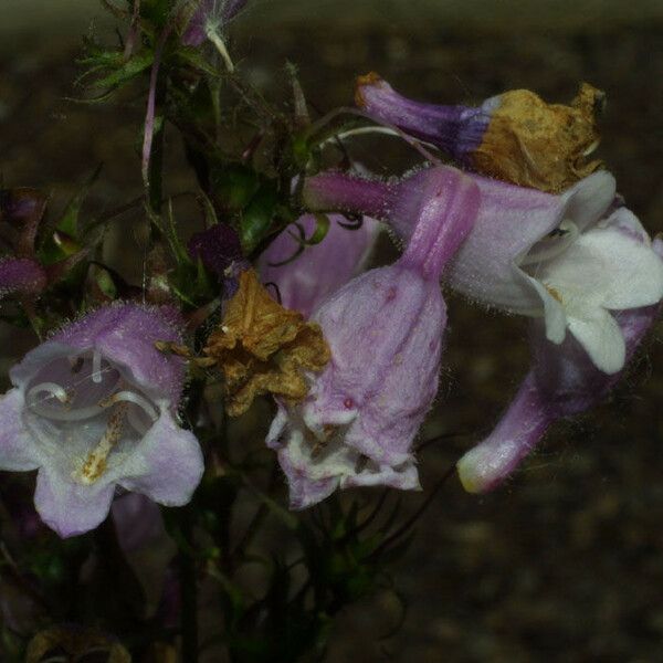 Penstemon calycosus Кветка