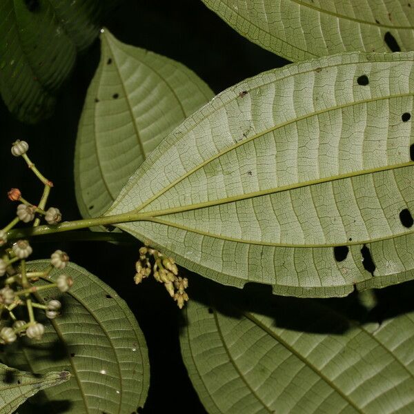 Miconia rubescens Cvet