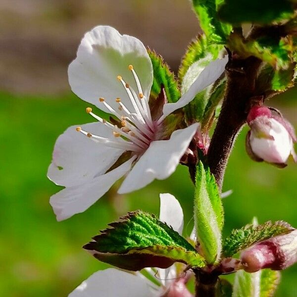 Prunus tomentosa Flower