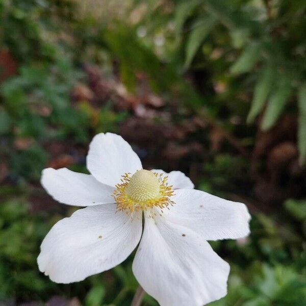 Anemonoides sylvestris Floare