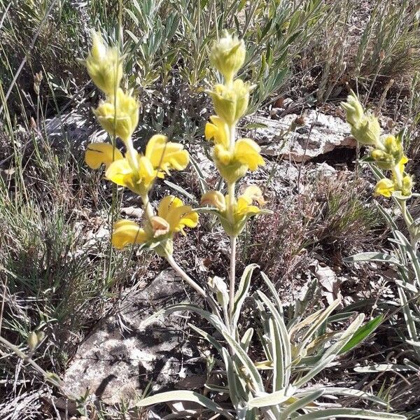 Phlomis lychnitis Květ