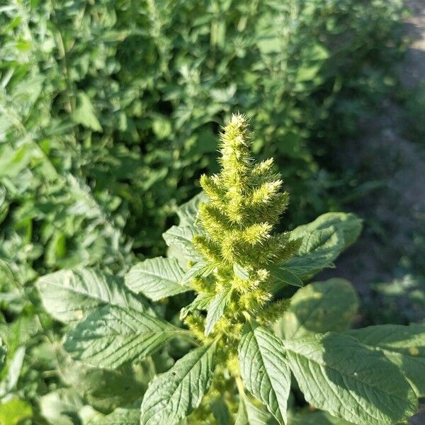 Amaranthus powellii Virág