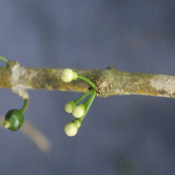 Eugenia stictopetala Fruchs