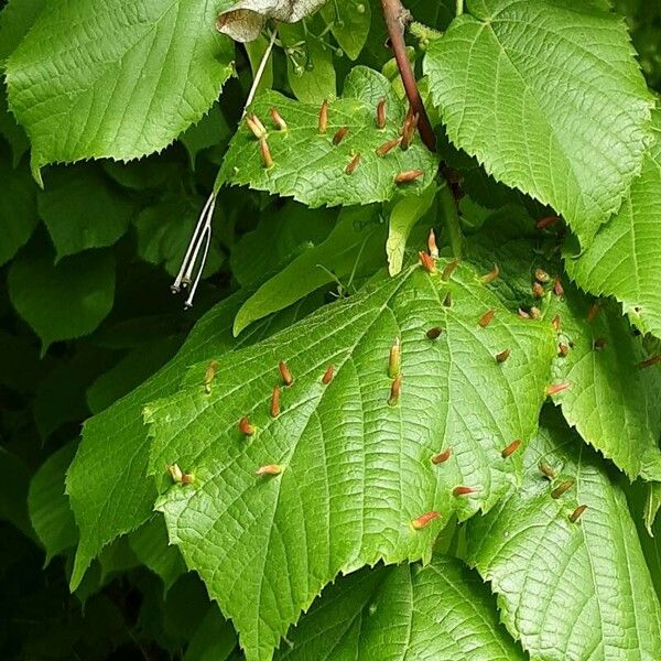 Tilia × europaea Arall