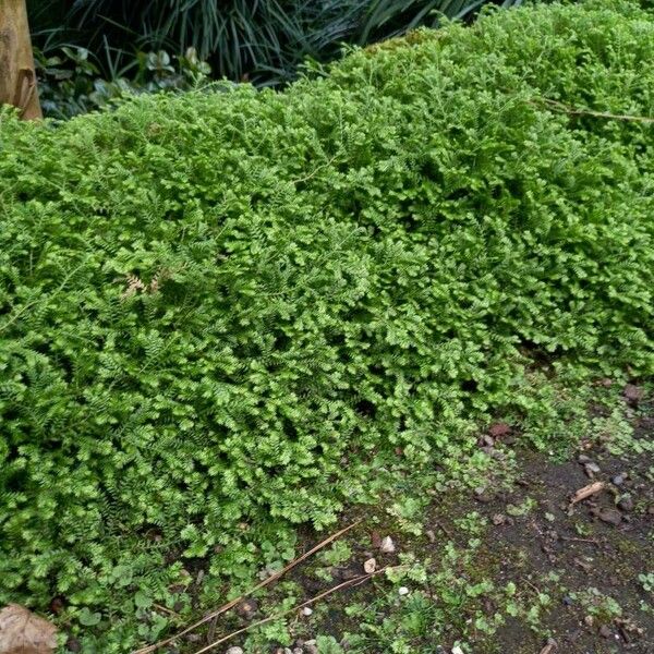 Selaginella kraussiana Habitus