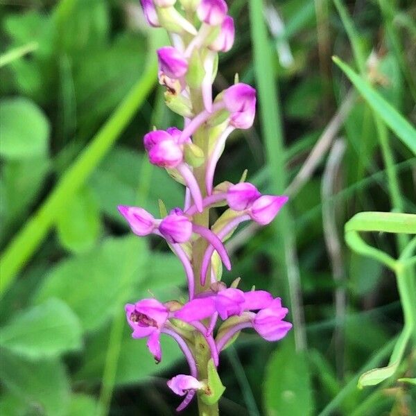 Gymnadenia conopsea 花