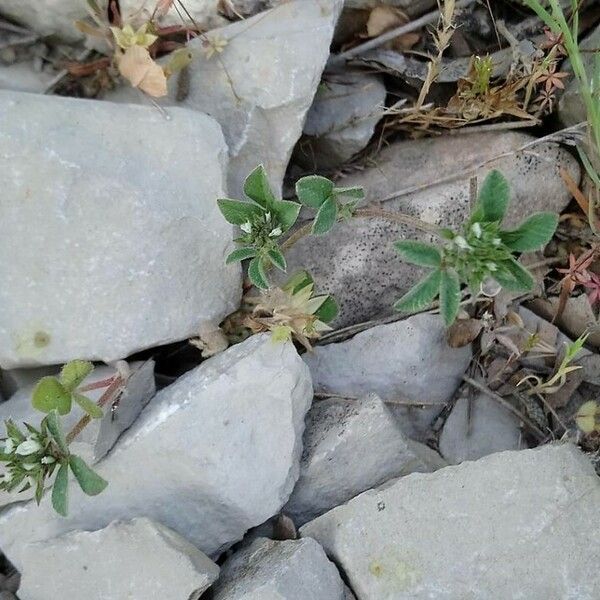 Trifolium glomeratum Агульны выгляд