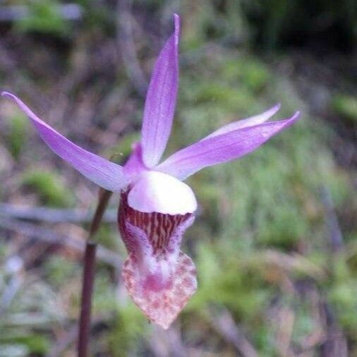 Calypso bulbosa 花