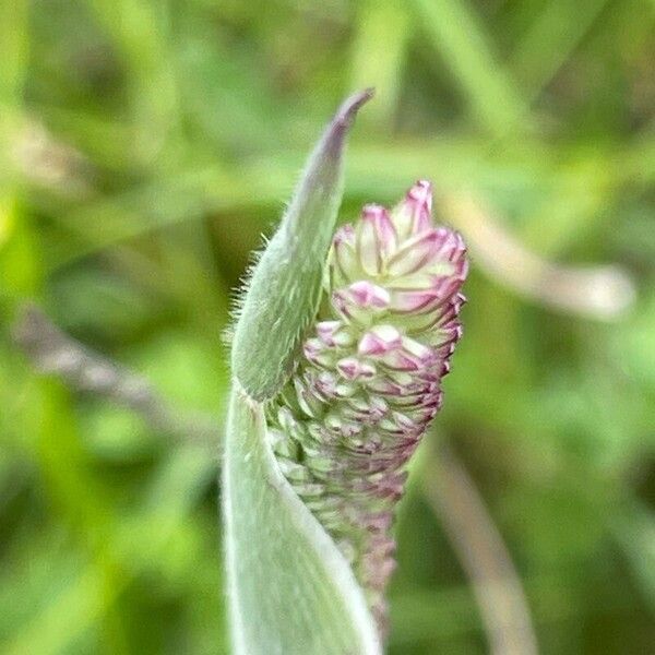 Holcus lanatus Fiore