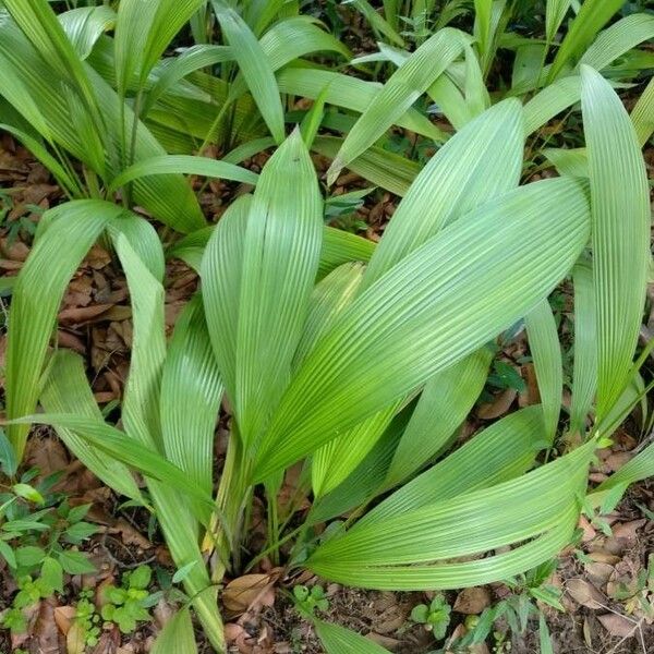 Curculigo capitulata Leaf